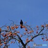 Persimmon とCrow
