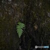 里山の春