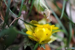 確かな春の兆し・・野生の福寿草