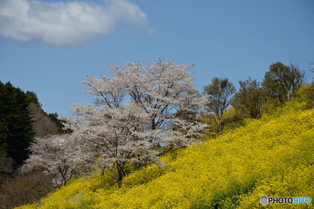 桜と菜の花