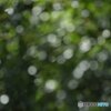 冬の竹林