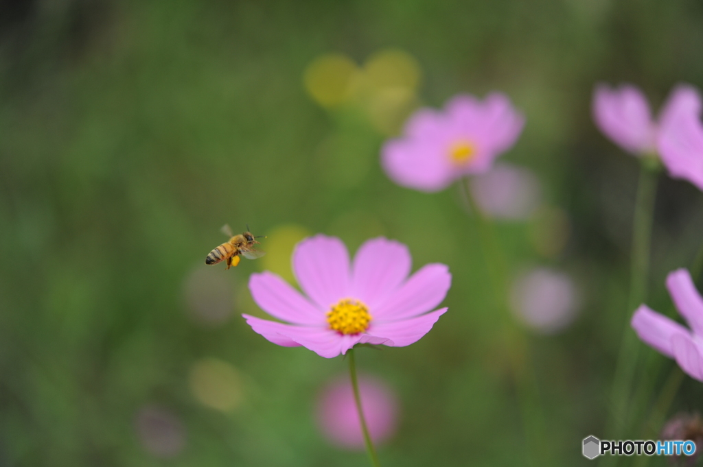 コスモスが咲いてミツバチ君ウキウキ