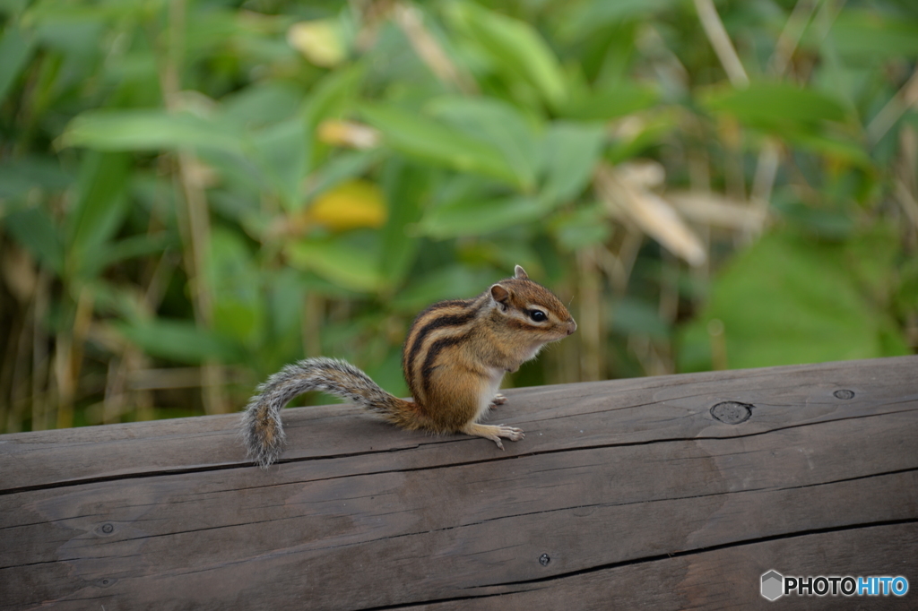 摩周湖のシマリス