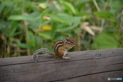 摩周湖のシマリス