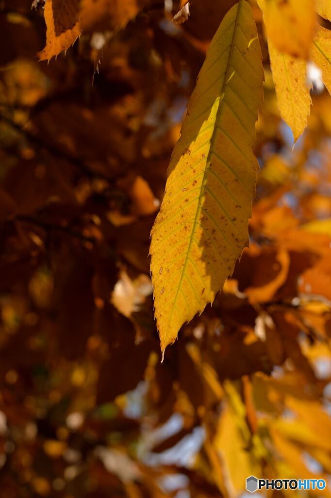 深い秋の色