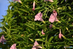 これが夏の終わりの象徴だ