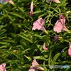 これが夏の終わりの象徴だ