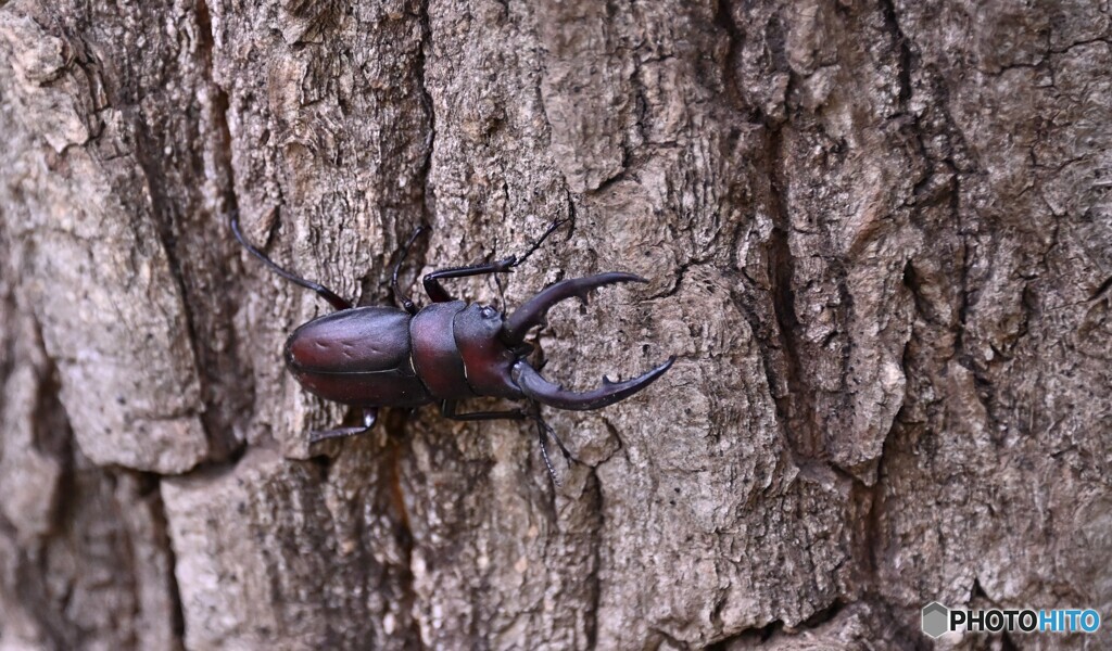 11月なのにノコギリクワガタが菅生に