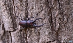 11月なのにノコギリクワガタが菅生に