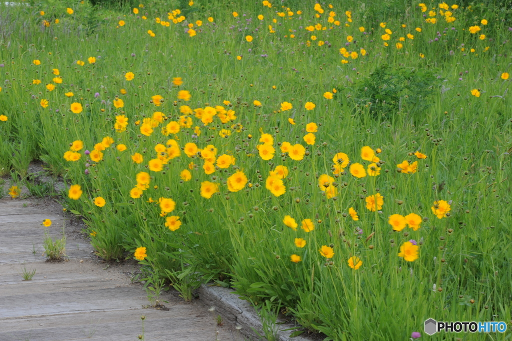 風に揺れる黄色コスモス