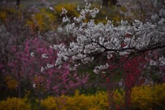 桜を輝かせる脇役があって綺麗に