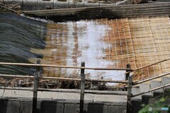 最上川のヤナ場