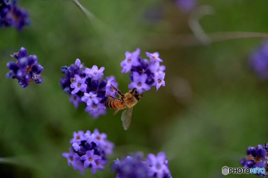 欲望のミツバチ
