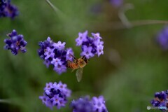 欲望のミツバチ