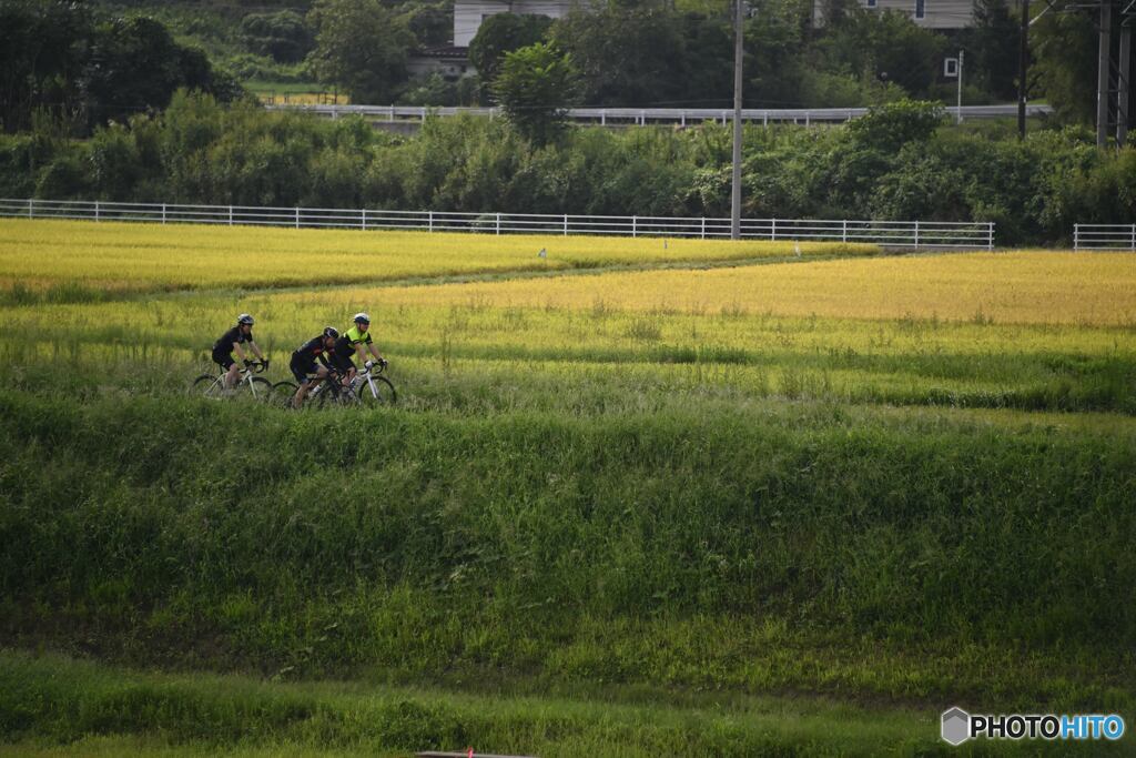 黄金色の中をサイクリング