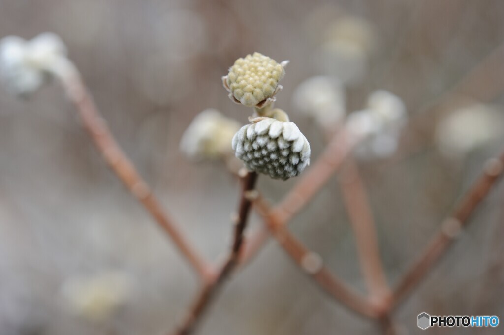 確かな春の兆し・・ミツマタ