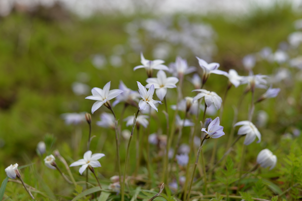 散歩で見つけたきれいな花