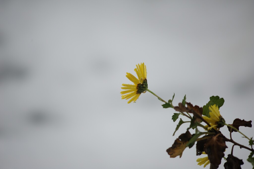 雪の日の残菊