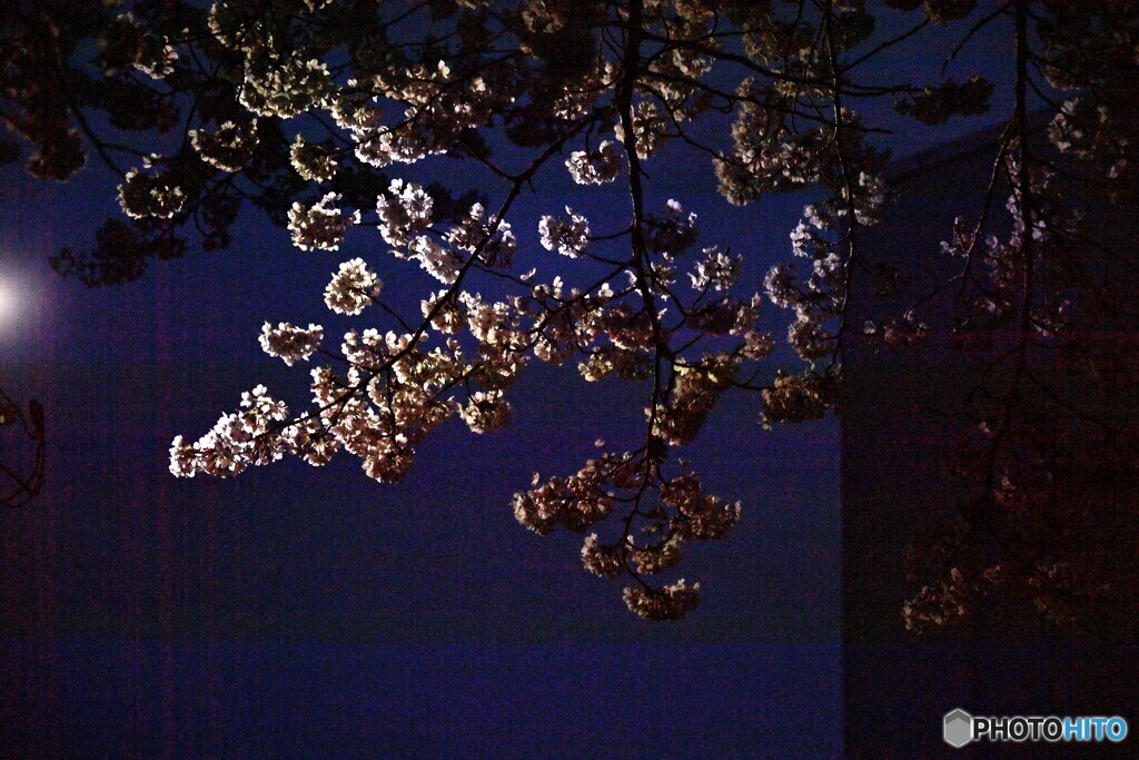 夜明け前の桜