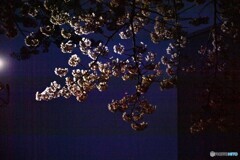 夜明け前の桜