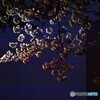 夜明け前の桜