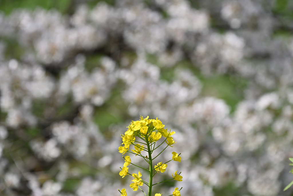 一本菜の花