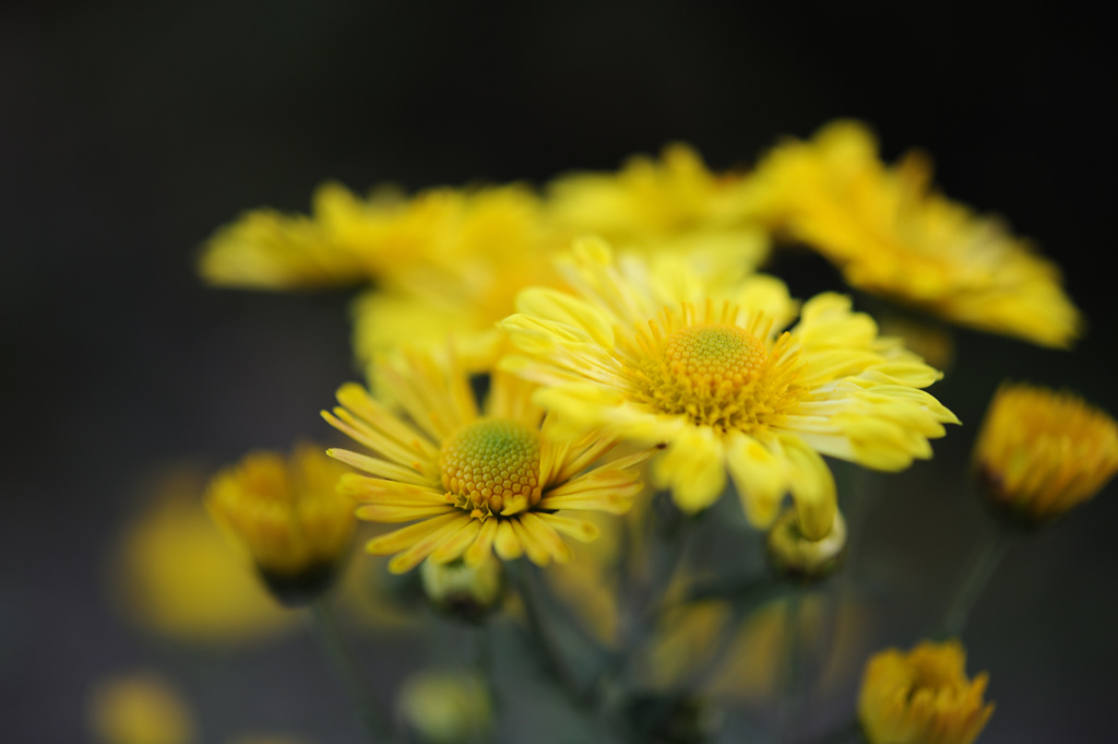 秋の花