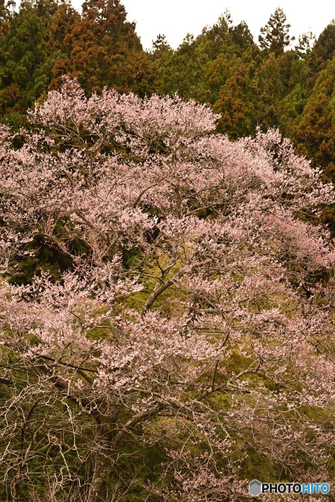 咲き始めた桜