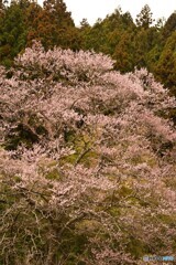 咲き始めた桜