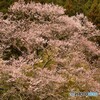 咲き始めた桜