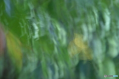 夏緑印象