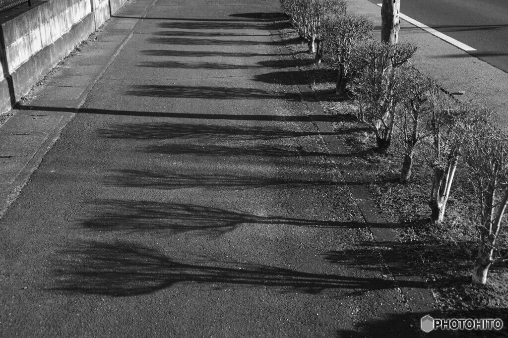 街路樹の影春近し