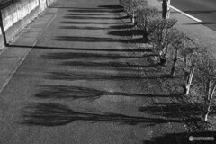 街路樹の影春近し
