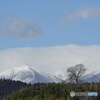 一本の広葉樹と厳冬の蔵王