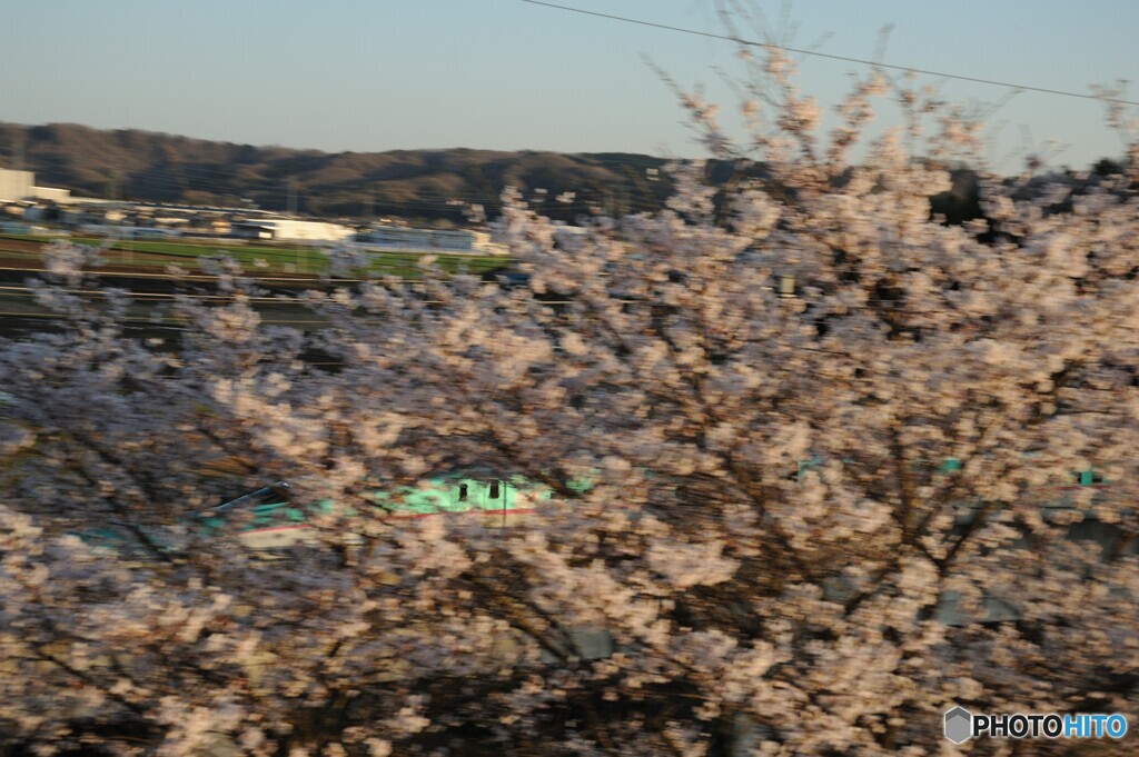 満開の桜と新幹線