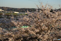 満開の桜と新幹線