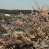 満開の桜と新幹線