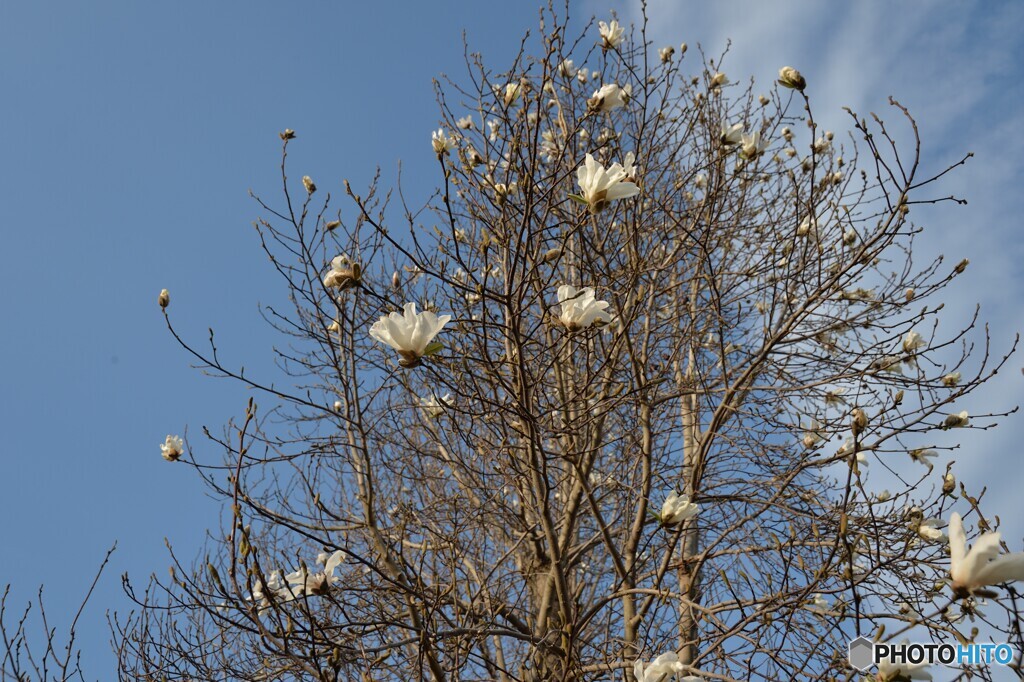 青空にコブシの花