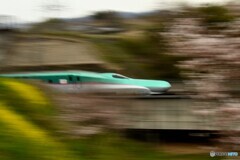 新幹線から桜が見えますか