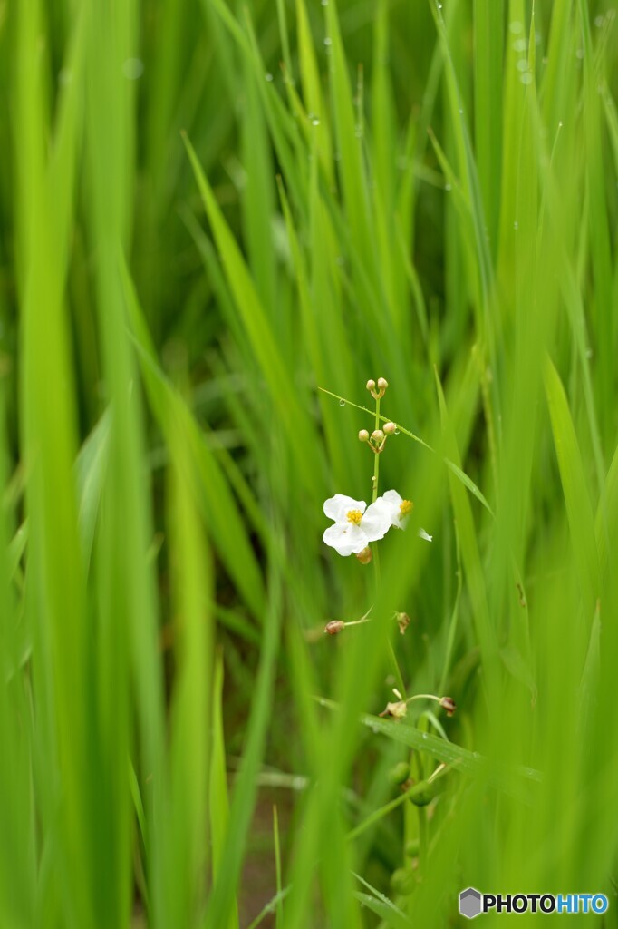 オモダカの花