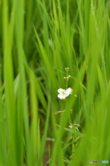 オモダカの花