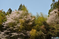 里山の山桜