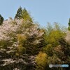 里山の山桜