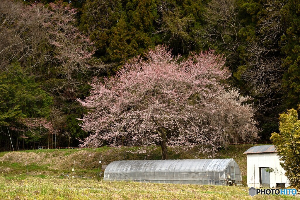里山の桜