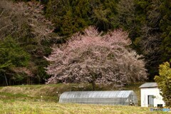 里山の桜