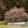 里山の桜