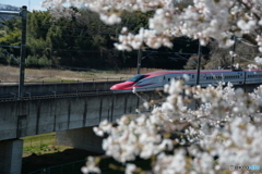 東北の春　桜と新幹線