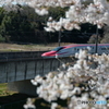 東北の春　桜と新幹線
