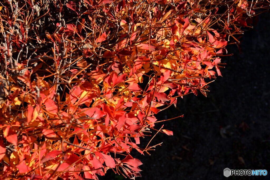 紅葉