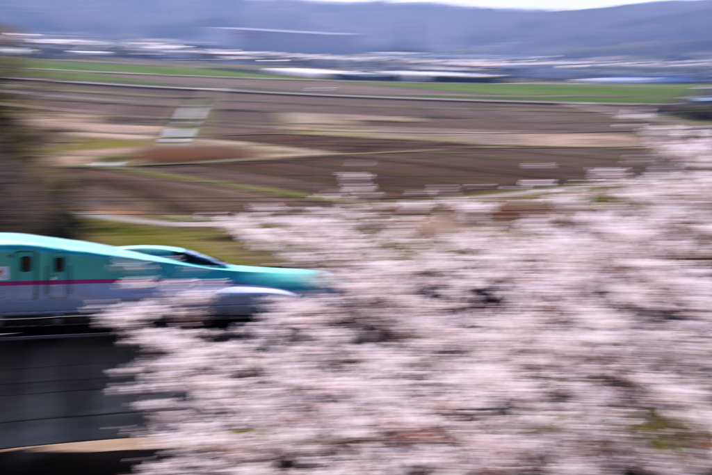 桜の名所